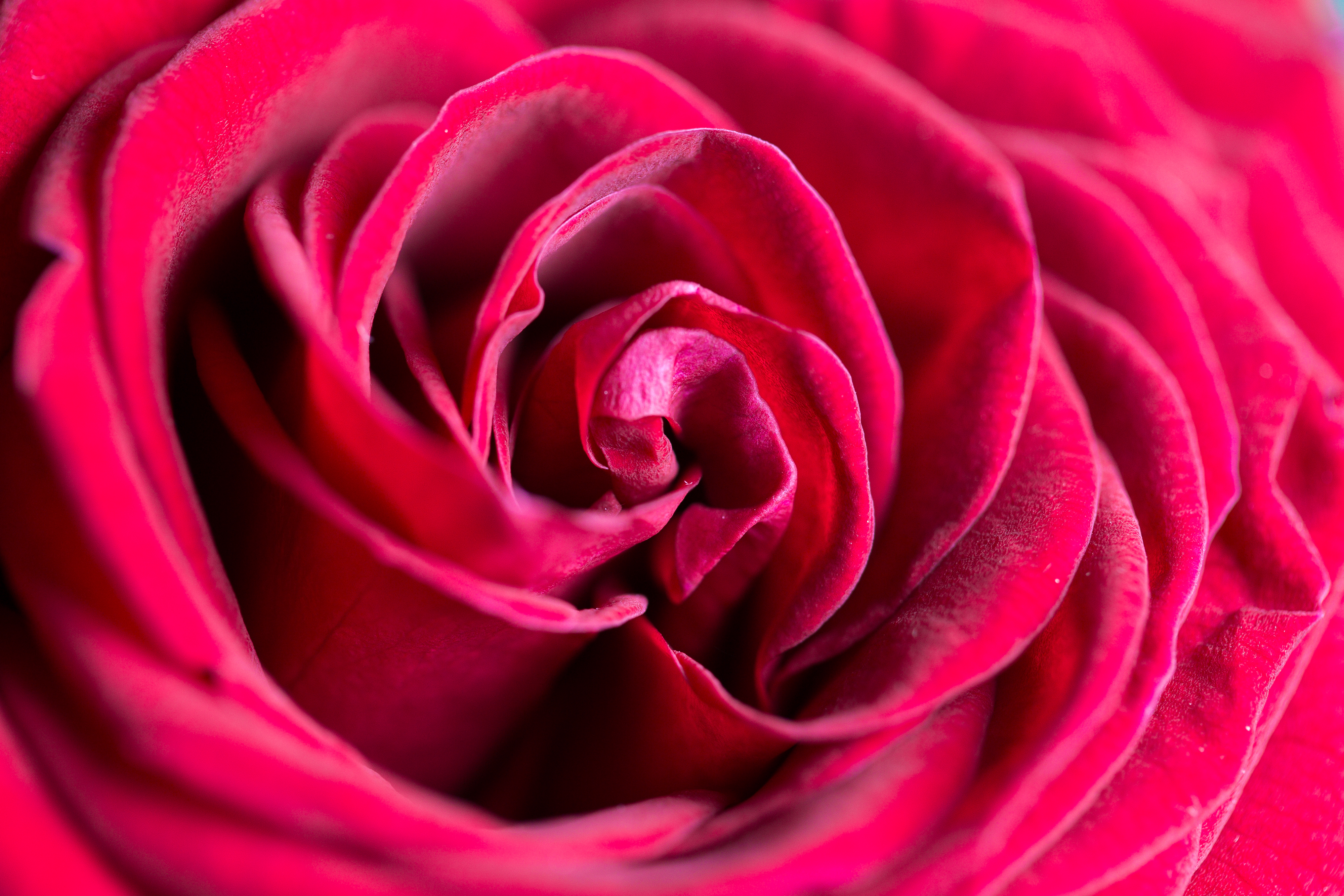 wonderful-rose-flower-close-up-picjumbo-com