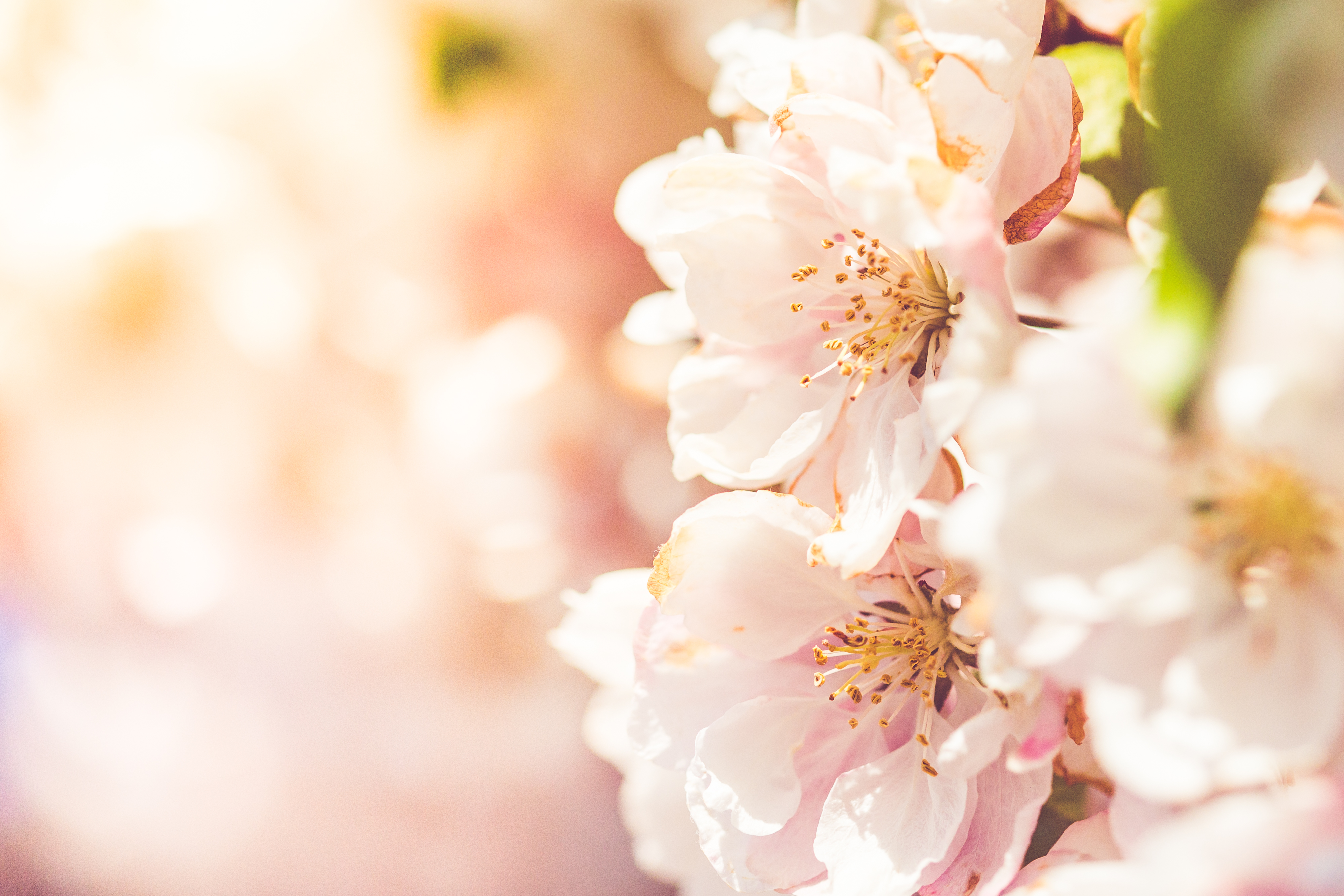 wonderful-spring-blooms-picjumbo-com